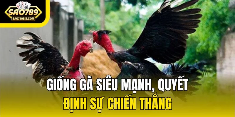 Giống gà siêu mạnh, quyết định sự chiến thắng 