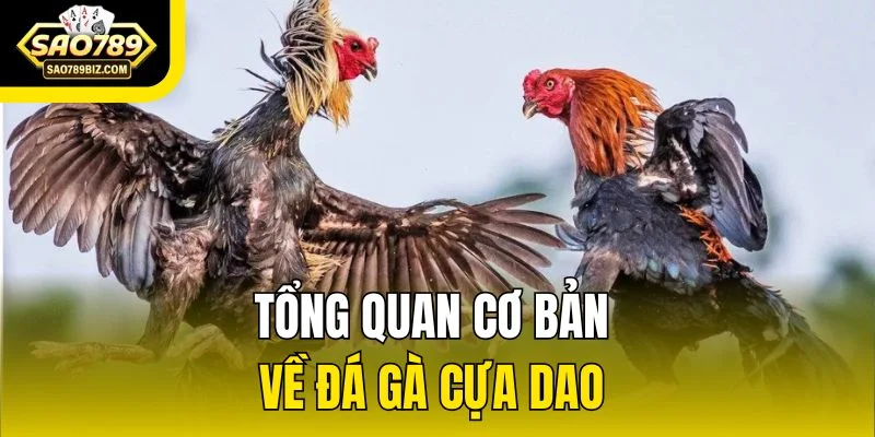 Tổng quan cơ bản về đá gà cựa dao 